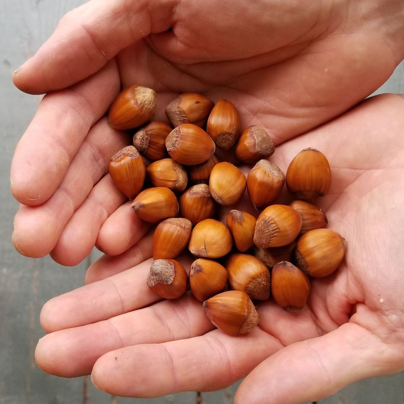 hazelnut tree - Little Tree Farm