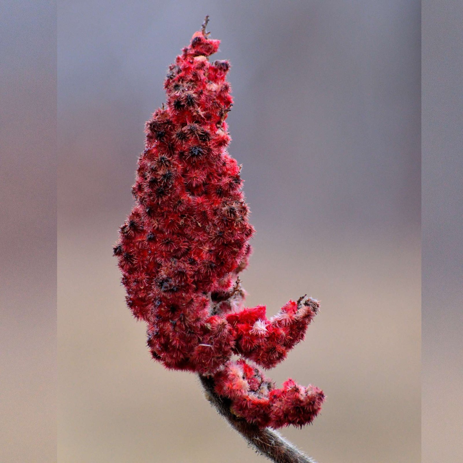 Staghorn Sumac - Little Tree Farm